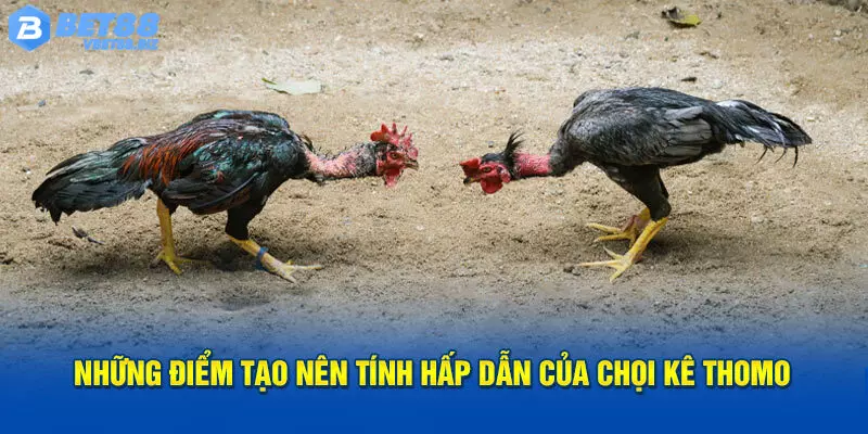 Chọi kê Thomo Bet88 sở hữu nhiều ưu điểm nổi trội 