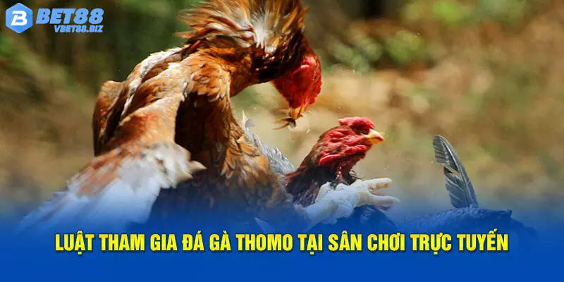 Đá gà Thomo có những quy định cá cược rõ ràng